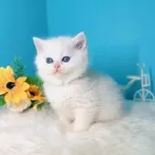 ブリティッシュショートヘア【大阪府・男の子・2025年10月22日・シールゴールデンチンチラポイント🎀】の写真5