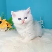 ブリティッシュショートヘア【大阪府・男の子・2025年10月22日・シールゴールデンチンチラポイント🎀】の写真6