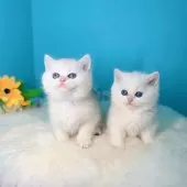 ブリティッシュショートヘア【大阪府・男の子・2025年10月22日・シールゴールデンチンチラポイント🎀】の写真7