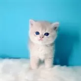 ブリティッシュショートヘア【大阪府・男の子・2025年4月29日・ブルーゴールデン♡】の写真9