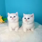 ブリティッシュショートヘア【大阪府・男の子・2025年10月22日・シールゴールデンチンチラポイント🎀】の写真8