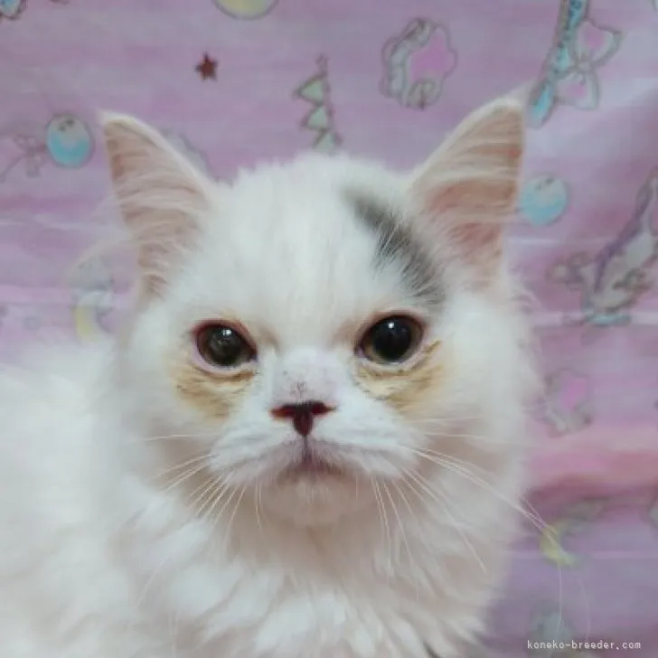 ID：2304-03096の子猫