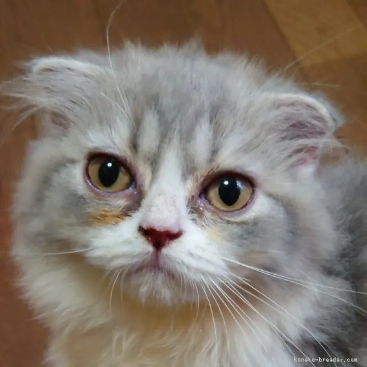 ID:2308-00398の子猫