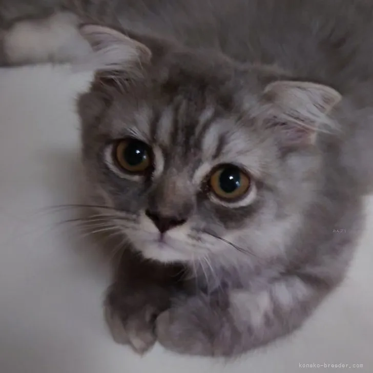 ID:2307-03604の子猫