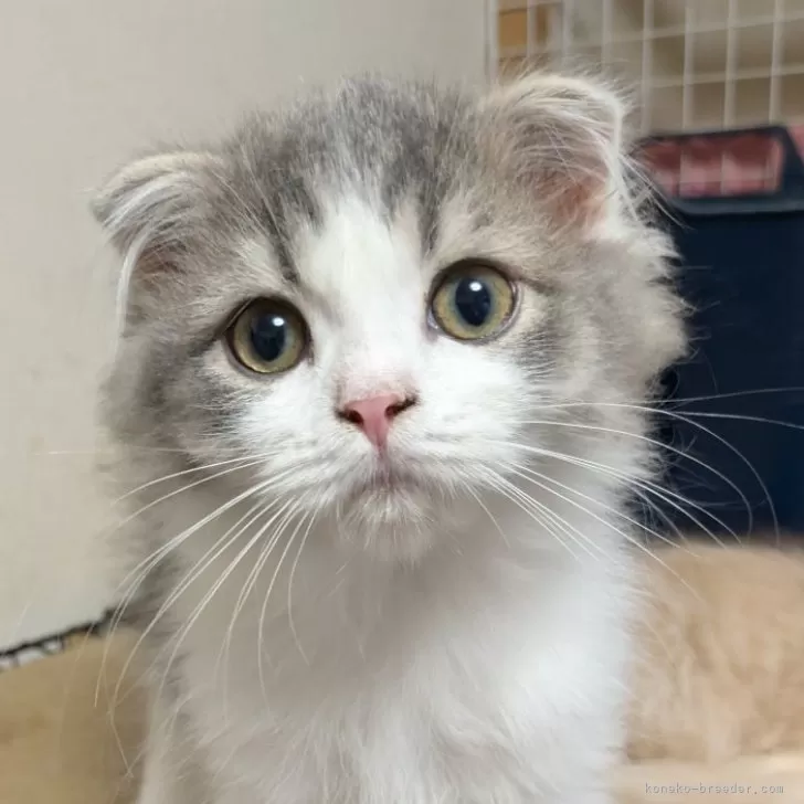 ID：2409-01304の子猫