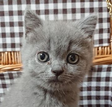 ブリティッシュショートヘア【埼玉県・男の子・2020年6月1日・ブルー】の写真「真ん丸で可愛いです(^-^)」