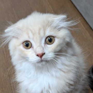 スコティッシュフォールド(折れ耳)【埼玉県・男の子・2024年6月7日・クリームタビー（セミロング）】の写真「とっても人懐こい男の子✨」