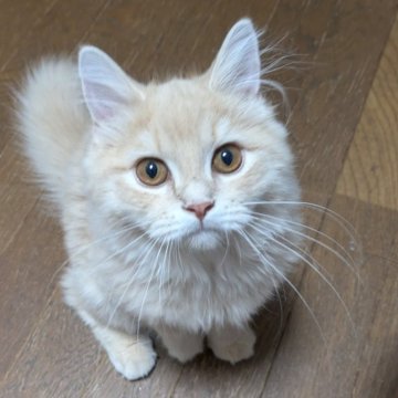 スコティッシュフォールド(立ち耳)【埼玉県・男の子・2024年6月7日・クリームタビー（セミロング）】の写真「元気な男の子♪」