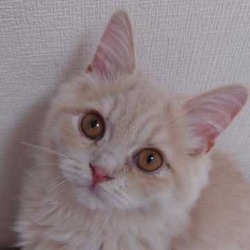 スコティッシュフォールド(立ち耳)【埼玉県・男の子・2023年1月15日・クリームタビー（長毛）】の写真「元気な男の子♪」