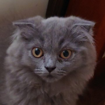 スコティッシュフォールド(折れ耳)【埼玉県・男の子・2023年5月31日・ブルー（長毛）】の写真「マイペースな男の子♪」