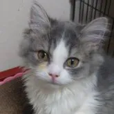 スコティッシュフォールド(立ち耳)【埼玉県・男の子・2023年7月10日・ブルーホワイト】の写真1