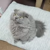 スコティッシュフォールド(折れ耳)【埼玉県・男の子・2024年7月28日・ブルー】の写真2