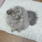 スコティッシュフォールド(折れ耳)【埼玉県・男の子・2024年7月28日・ブルー】の写真3