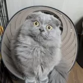 スコティッシュフォールド(折れ耳)【埼玉県・男の子・2024年7月28日・ブルー】の写真1