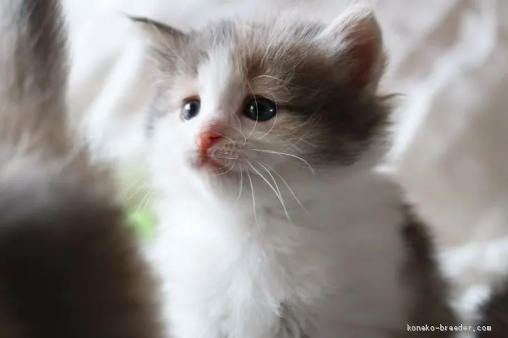 ID：2102-01111の子猫