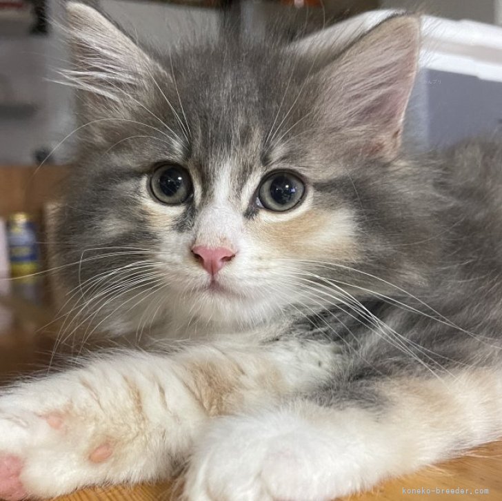 猫 原画 ノルウェージャンフォレスト #161 猫 原画 ノルウェージャンフォレスト #161 猫 原画 ノルウェー