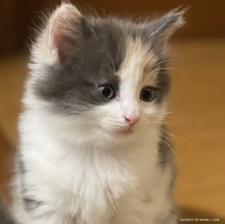 ID:2306-01609の子猫