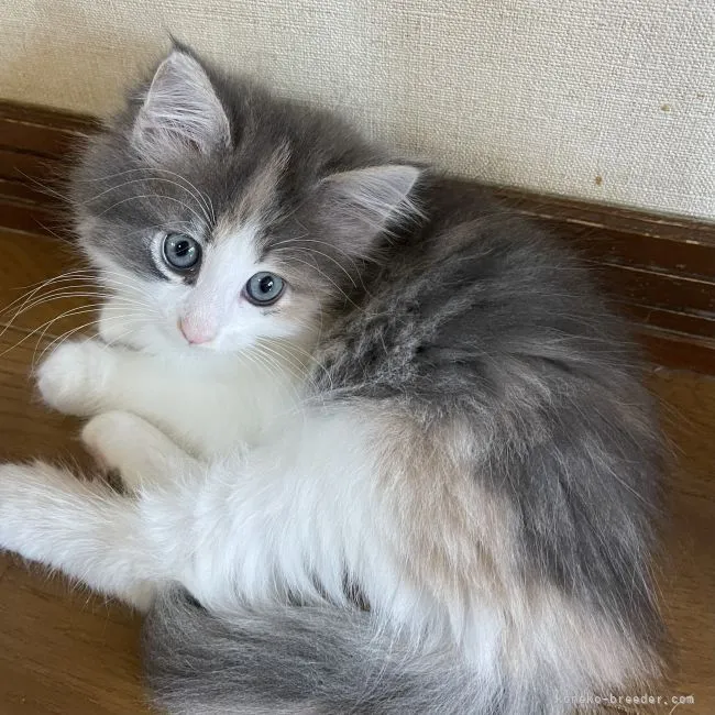 ID：2107-01374の子猫