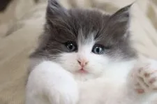 ノルウェージャンフォレストキャット【富山県・男の子・2021年1月11日・ブルーマッカルレイタビーアンドホワイト】の写真1「クリクリのぬいぐるみのようなかわいいおめめです」