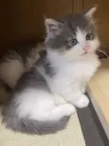 ノルウェージャンフォレストキャット【富山県・男の子・2024年10月24日・ブルータビーアンドホワイト】の写真4