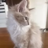 ノルウェージャンフォレストキャット【富山県・男の子・2025年9月16日・クリームタビーアンドホワイト】の写真7