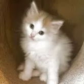 ノルウェージャンフォレストキャット【富山県・女の子・2025年9月16日・クリームタビーアンドホワイト】の写真10