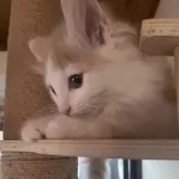 ノルウェージャンフォレストキャット【富山県・女の子・2025年9月16日・クリームタビーアンドホワイト】の写真10