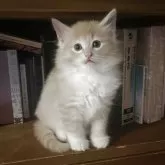 ノルウェージャンフォレストキャット【富山県・男の子・2025年9月16日・クリームタビーアンドホワイト】の写真6