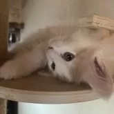 ノルウェージャンフォレストキャット【富山県・女の子・2025年9月16日・クリームタビーアンドホワイト】の写真11