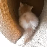 ノルウェージャンフォレストキャット【富山県・女の子・2025年9月16日・クリームタビーアンドホワイト】の写真11