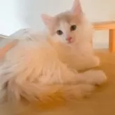 ノルウェージャンフォレストキャット【富山県・女の子・2025年9月16日・クリームタビーアンドホワイト】の写真8