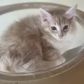 ノルウェージャンフォレストキャット【富山県・男の子・2025年9月16日・クリームタビーアンドホワイト】の写真9