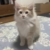 ノルウェージャンフォレストキャット【富山県・男の子・2025年9月16日・クリームタビーアンドホワイト】の写真11