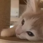 ノルウェージャンフォレストキャット【富山県・女の子・2025年9月16日・クリームタビーアンドホワイト】の写真12