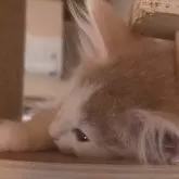 ノルウェージャンフォレストキャット【富山県・女の子・2025年9月16日・クリームタビーアンドホワイト】の写真13