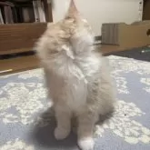 ノルウェージャンフォレストキャット【富山県・男の子・2025年9月16日・クリームタビーアンドホワイト】の写真12