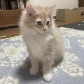 ノルウェージャンフォレストキャット【富山県・男の子・2025年9月16日・クリームタビーアンドホワイト】の写真13