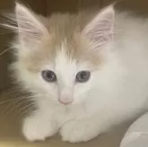 ノルウェージャンフォレストキャット【富山県・女の子・2025年9月16日・クリームタビーアンドホワイト】の写真14