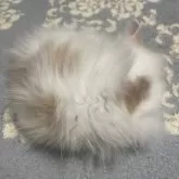 ノルウェージャンフォレストキャット【富山県・女の子・2025年9月16日・クリームタビーアンドホワイト】の写真14「毛あしも長くて綺麗な毛並み」