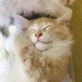 ノルウェージャンフォレストキャット【富山県・男の子・2025年9月16日・クリームタビーアンドホワイト】の写真10