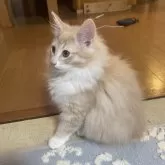 ノルウェージャンフォレストキャット【富山県・男の子・2025年9月16日・クリームタビーアンドホワイト】の写真14