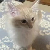 ノルウェージャンフォレストキャット【富山県・男の子・2025年9月16日・クリームタビーアンドホワイト】の写真15