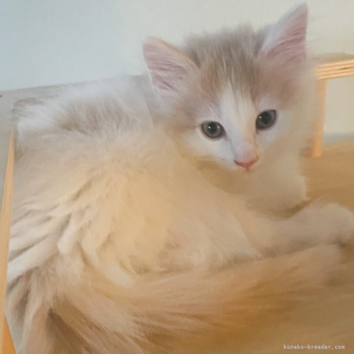 ブリーダー画像