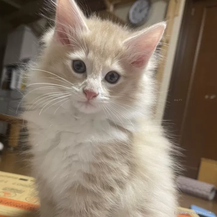 ノルウェージャンフォレストキャット【富山県・男の子・2025年9月16日・クリームタビーアンドホワイト】の写真1