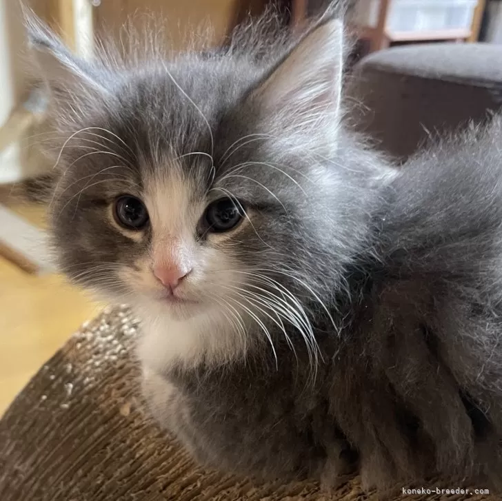 ID:2501-01400の子猫