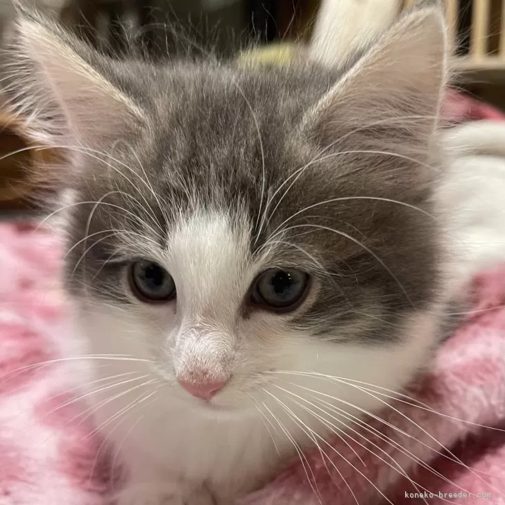 ノルウェージャンフォレストキャット【富山県・男の子・2024年12月17日・ブルータビーアンドホワイト】の写真1