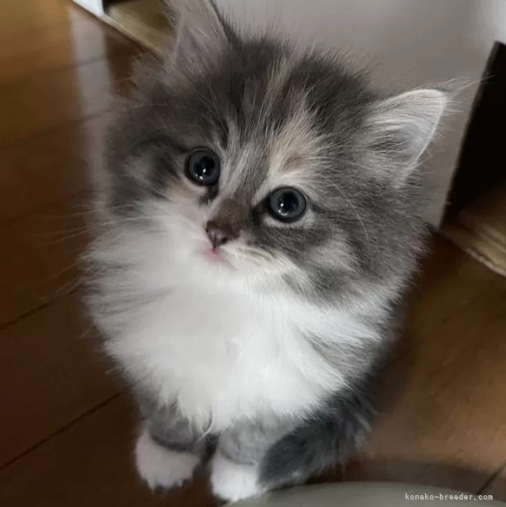 ID：2501-01406の子猫