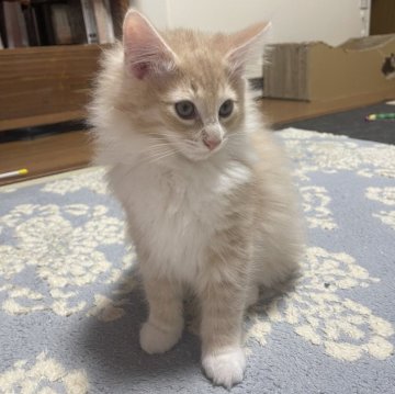 ノルウェージャンフォレストキャット【富山県・男の子・2025年9月16日・クリームタビーアンドホワイト】の写真「クリームソックスのかわいいカラー」