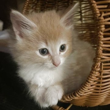 ノルウェージャンフォレストキャット【富山県・男の子・2025年9月16日・クリームタビーアンドホワイト】の写真「クリームソックスのかわいいカラー」