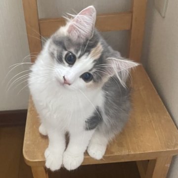 ノルウェージャンフォレストキャット【富山県・女の子・2025年6月24日・パステル三毛】の写真「クリクリな大きなおめめのかわいい女の子」
